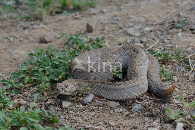 Aruba rattlesnake (Crotalus durissus unicolor)