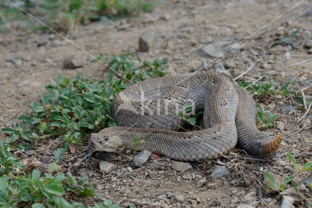 Arubaanse ratelslang (Crotalus durissus unicolor)