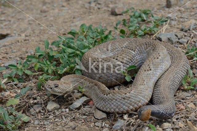 Aruba rattlesnake (Crotalus durissus unicolor)