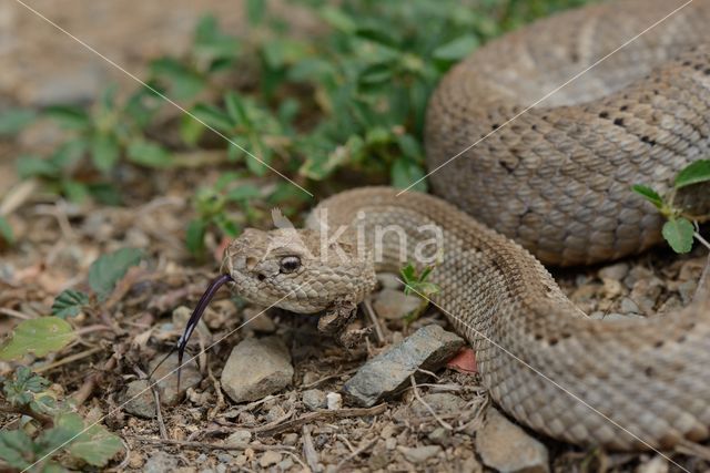 Arubaanse ratelslang (Crotalus durissus unicolor)