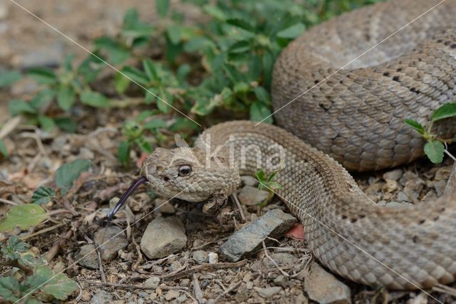 Arubaanse ratelslang (Crotalus durissus unicolor)