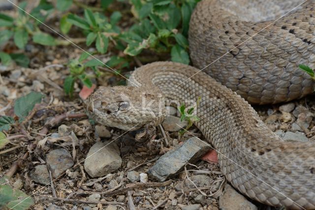 Arubaanse ratelslang (Crotalus durissus unicolor)