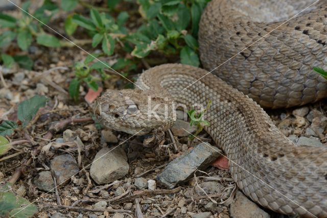 Aruba rattlesnake (Crotalus durissus unicolor)