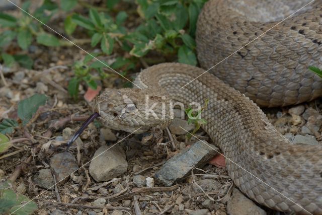 Arubaanse ratelslang (Crotalus durissus unicolor)