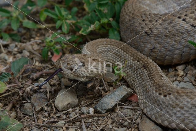 Aruba rattlesnake (Crotalus durissus unicolor)