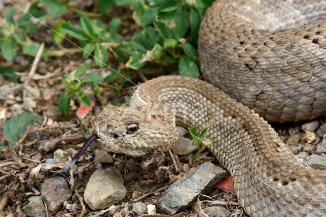 Arubaanse ratelslang (Crotalus durissus unicolor)