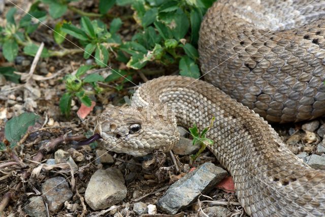 Arubaanse ratelslang (Crotalus durissus unicolor)