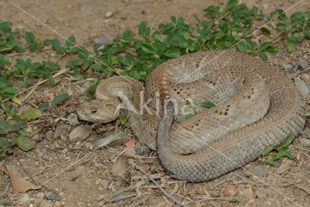 Aruba rattlesnake (Crotalus durissus unicolor)