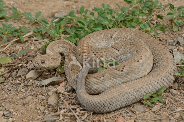 Aruba rattlesnake (Crotalus durissus unicolor)