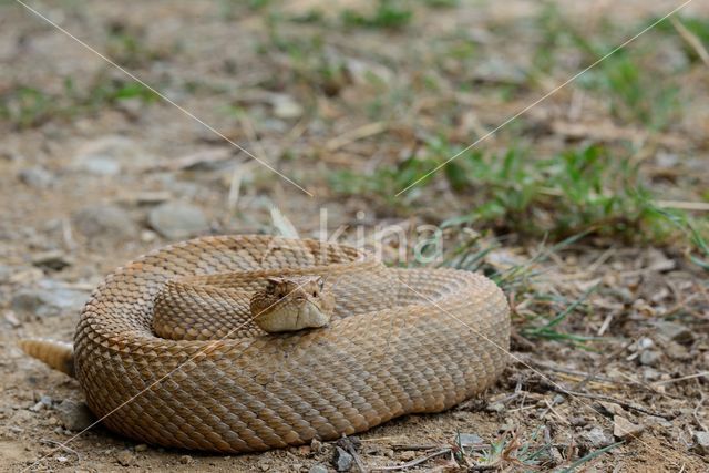 Arubaanse ratelslang (Crotalus durissus unicolor)