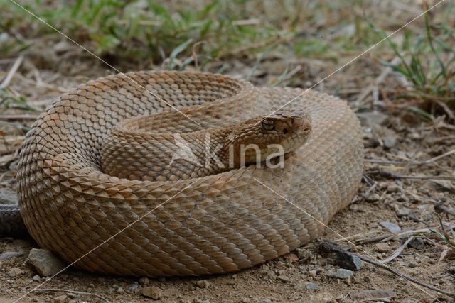 Arubaanse ratelslang (Crotalus durissus unicolor)