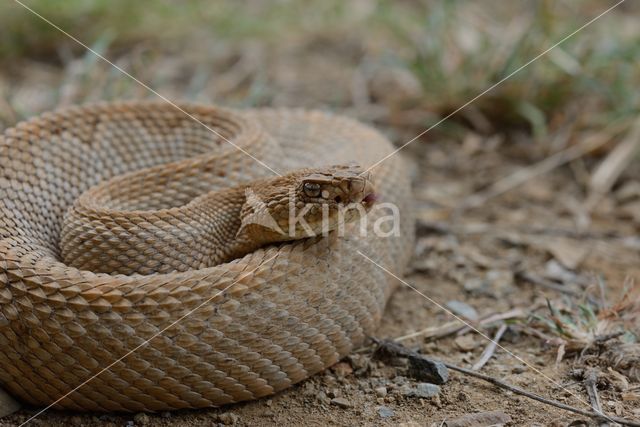 Arubaanse ratelslang (Crotalus durissus unicolor)