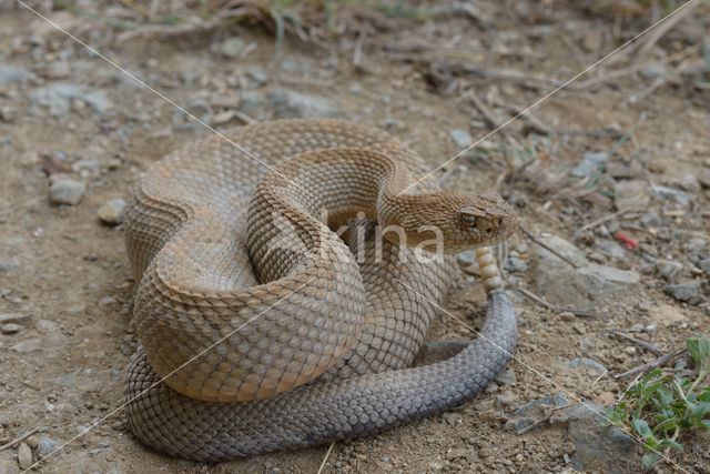 Arubaanse ratelslang (Crotalus durissus unicolor)