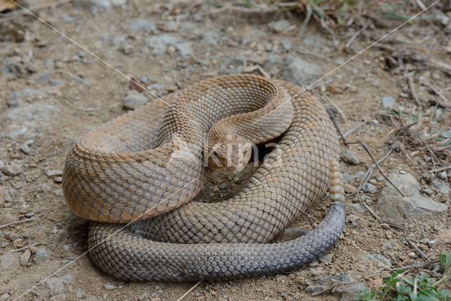 Aruba rattlesnake (Crotalus durissus unicolor)