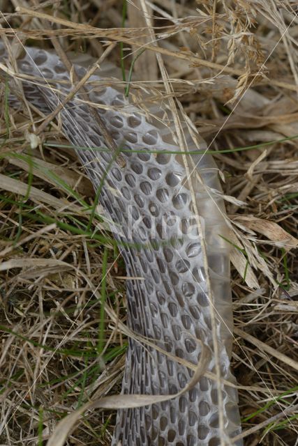 Aruba rattlesnake (Crotalus durissus unicolor)