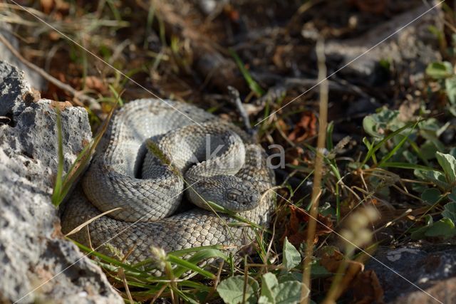 Arubaanse ratelslang (Crotalus durissus unicolor)