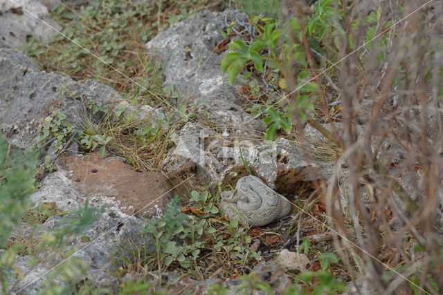 Arubaanse ratelslang (Crotalus durissus unicolor)