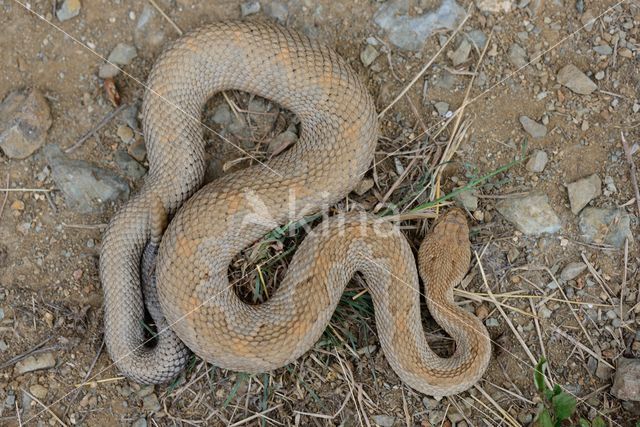 Arubaanse ratelslang (Crotalus durissus unicolor)