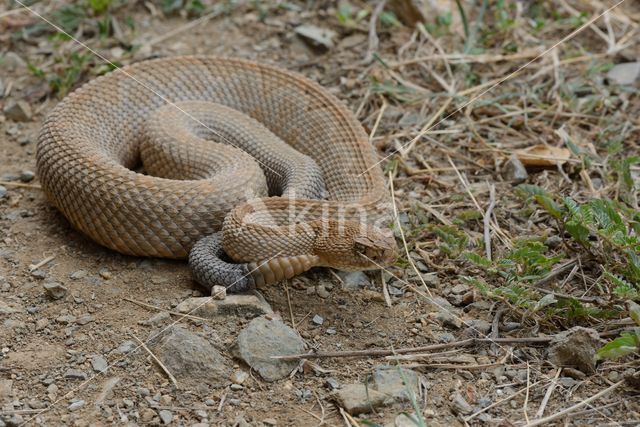 Arubaanse ratelslang (Crotalus durissus unicolor)