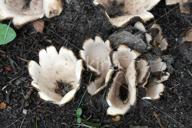 Geopora sumneriana