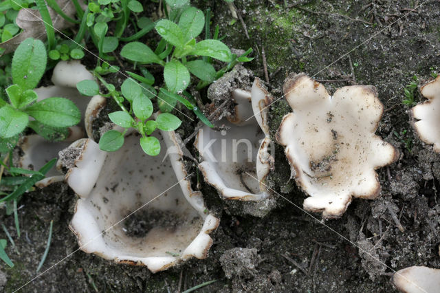 Cedergrondbekerzwam (Geopora sumneriana)