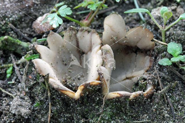 Cedergrondbekerzwam (Geopora sumneriana)