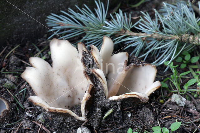Geopora sumneriana