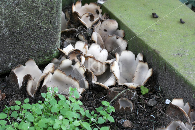 Geopora sumneriana
