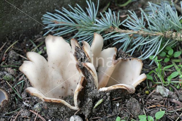 Cedergrondbekerzwam (Geopora sumneriana)
