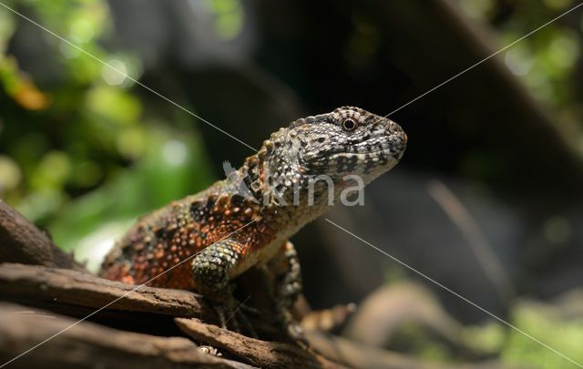 Chinese krokodilstaarthagedis (Shinisaurus crocodilurus)