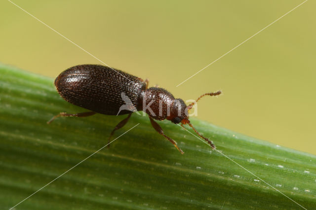 Corticaria serrata