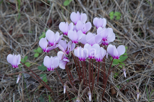 Cyclamen spec.