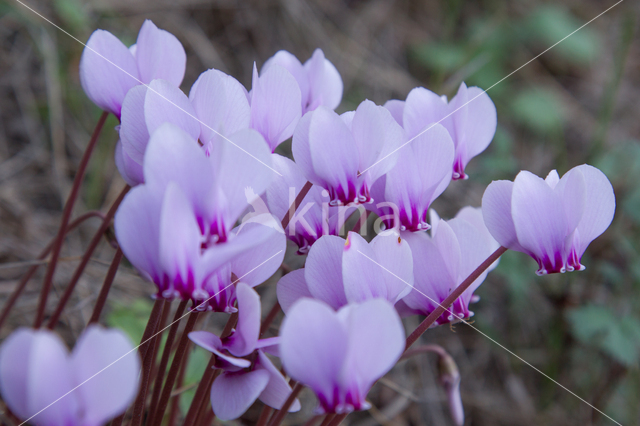 Cyclame (Cyclamen spec.)