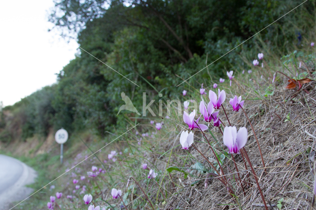 Cyclame (Cyclamen spec.)