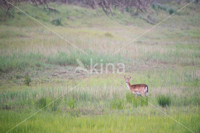 Fallow Deer (Dama dama)