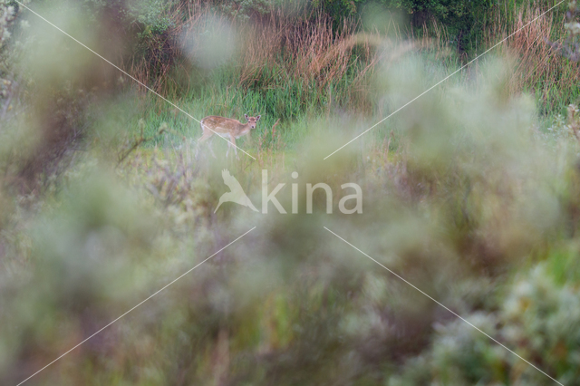 Fallow Deer (Dama dama)