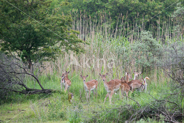 Fallow Deer (Dama dama)