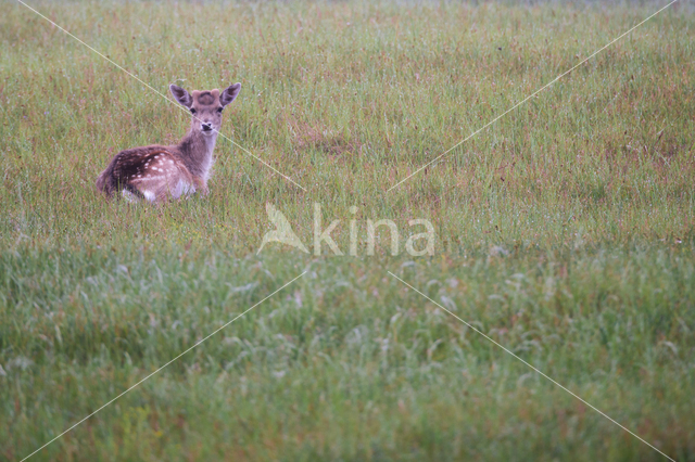 Fallow Deer (Dama dama)