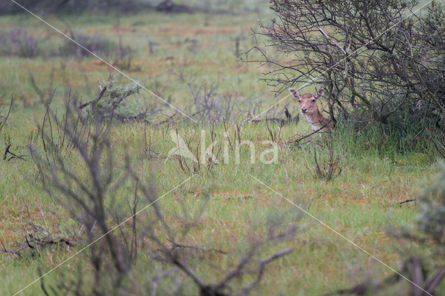 Fallow Deer (Dama dama)