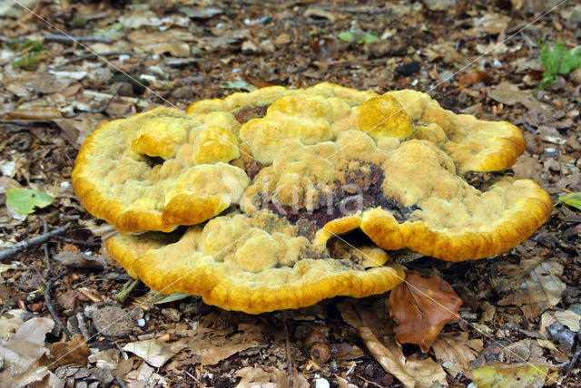 Dyer's mazegill (Phaeolus schweinitzii)