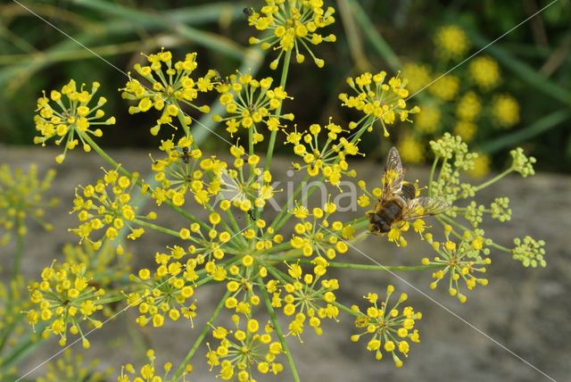 Dille (Anethum graveolens)