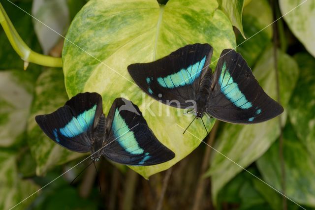 blue-green reflector butterfly (Doxocopa cherubina)