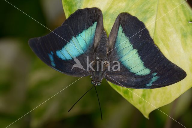 blue-green reflector butterfly (Doxocopa cherubina)