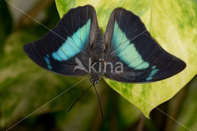 blue-green reflector butterfly (Doxocopa cherubina)
