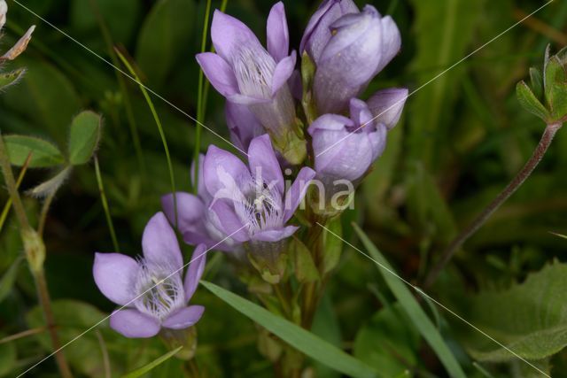 Chiltern Gentian (Gentianella germanica)