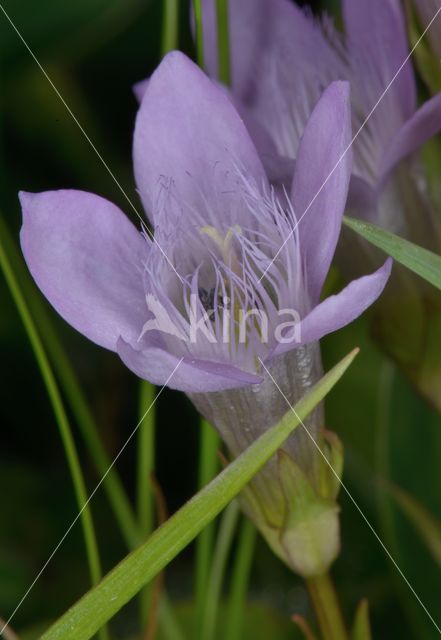 Chiltern Gentian (Gentianella germanica)