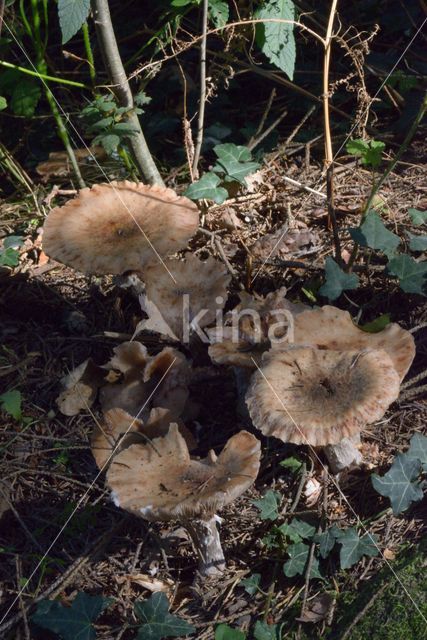 Echte honingzwam (Armillaria mellea)