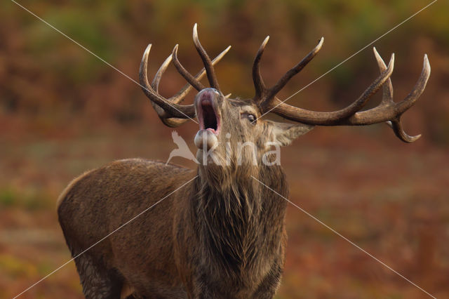 Red Deer (Cervus elaphus)