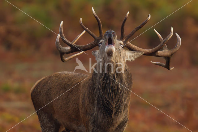 Red Deer (Cervus elaphus)