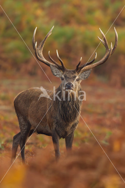 Red Deer (Cervus elaphus)